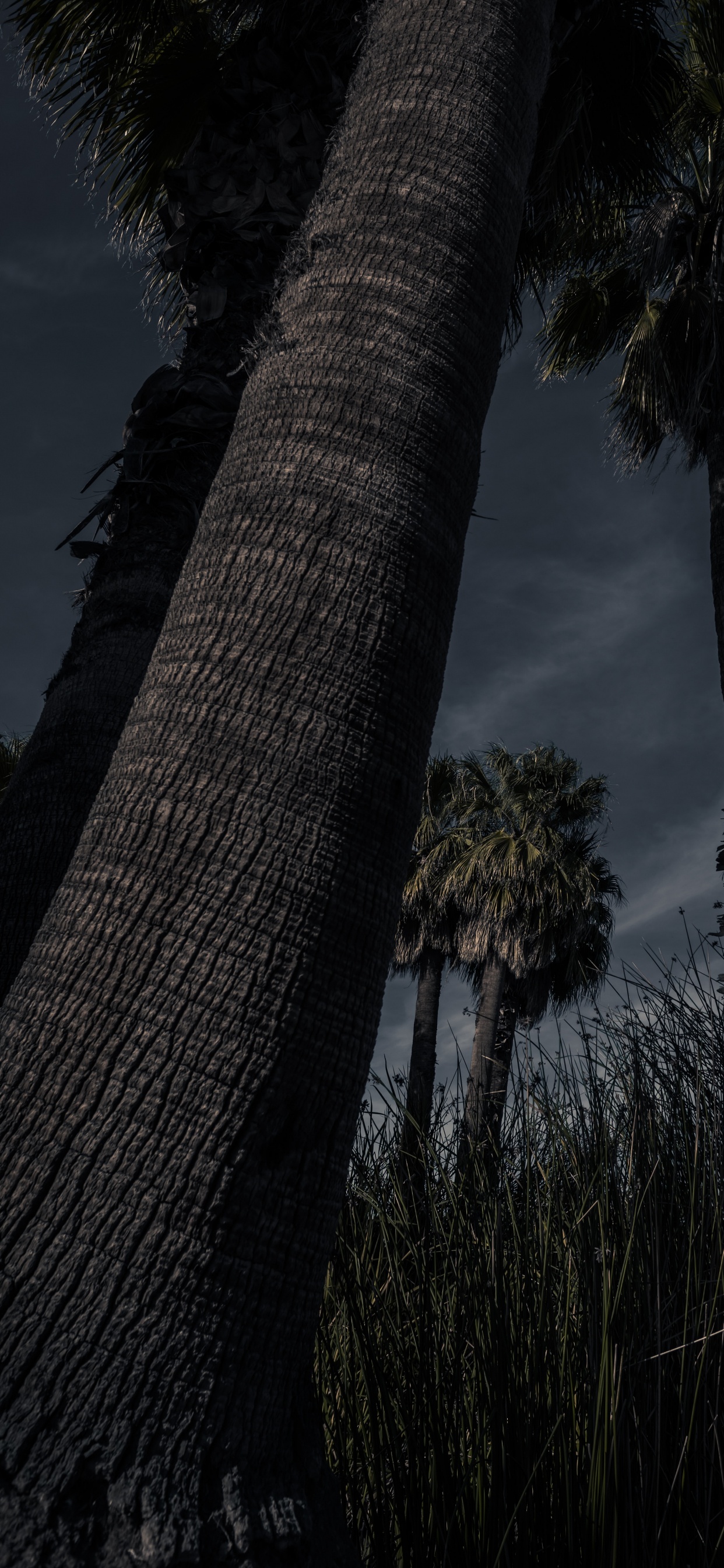 Обои древесные растения, наземное растение, Пальма, Пальмоцветные, дерево в разрешении 1242x2688