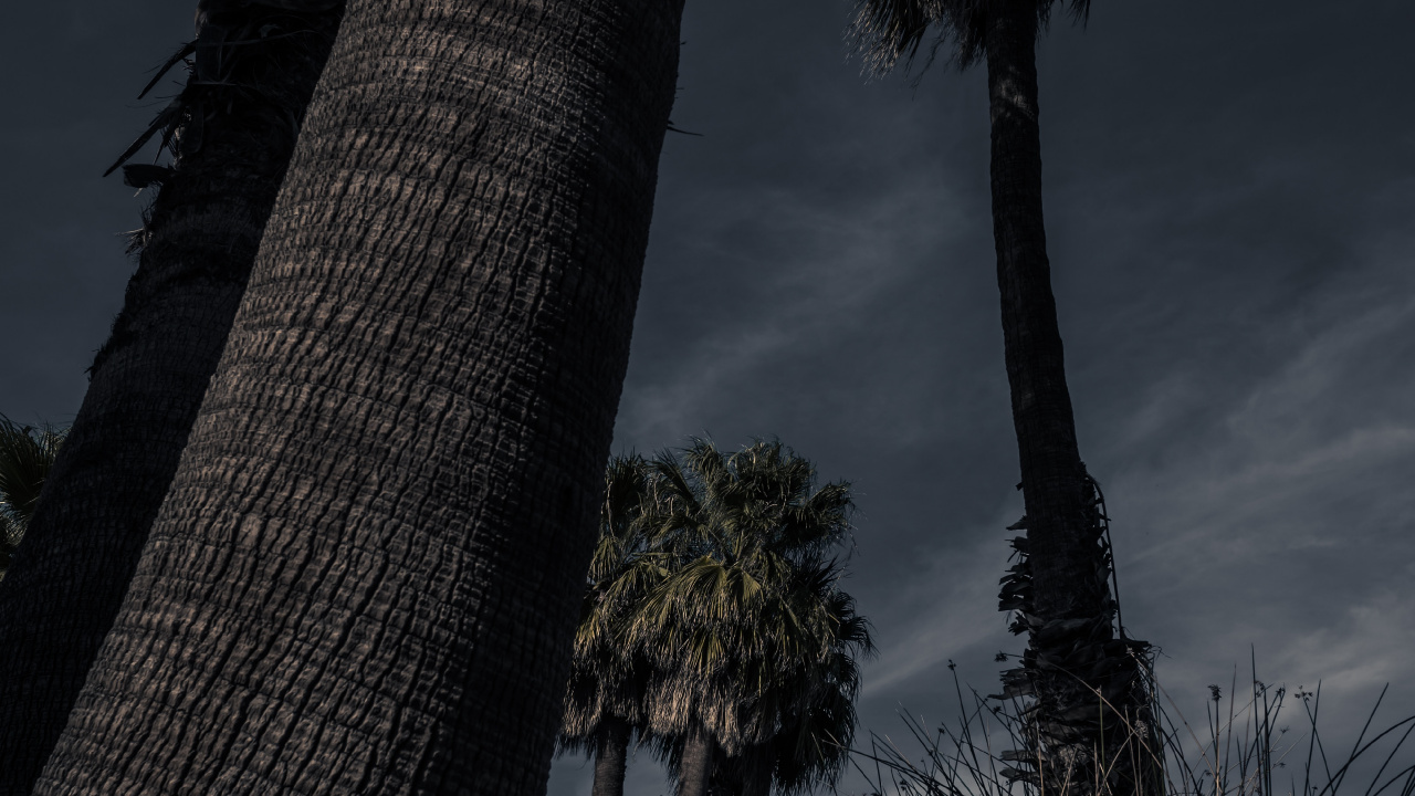 Обои древесные растения, наземное растение, Пальма, Пальмоцветные, дерево в разрешении 1280x720