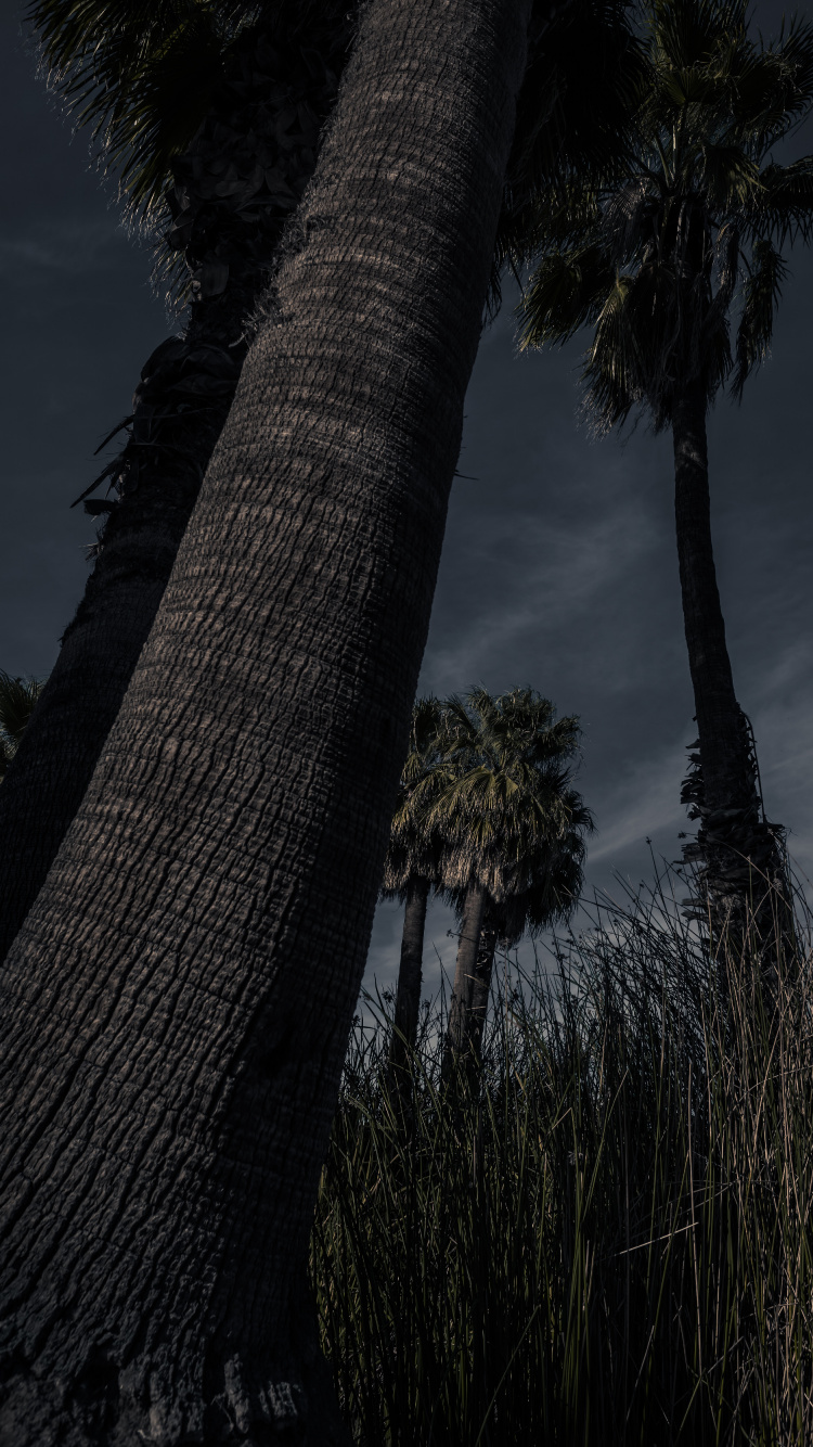 Обои древесные растения, наземное растение, Пальма, Пальмоцветные, дерево в разрешении 750x1334