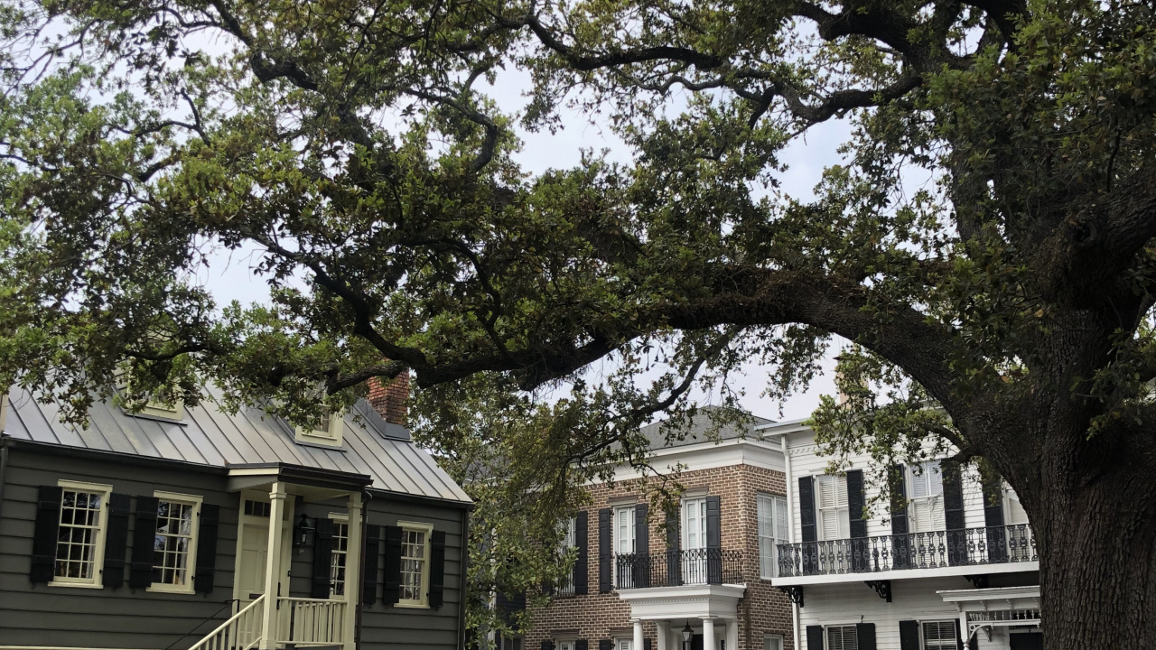 Обои дерево, окно, ветвь, свойство, соседство в разрешении 1280x720