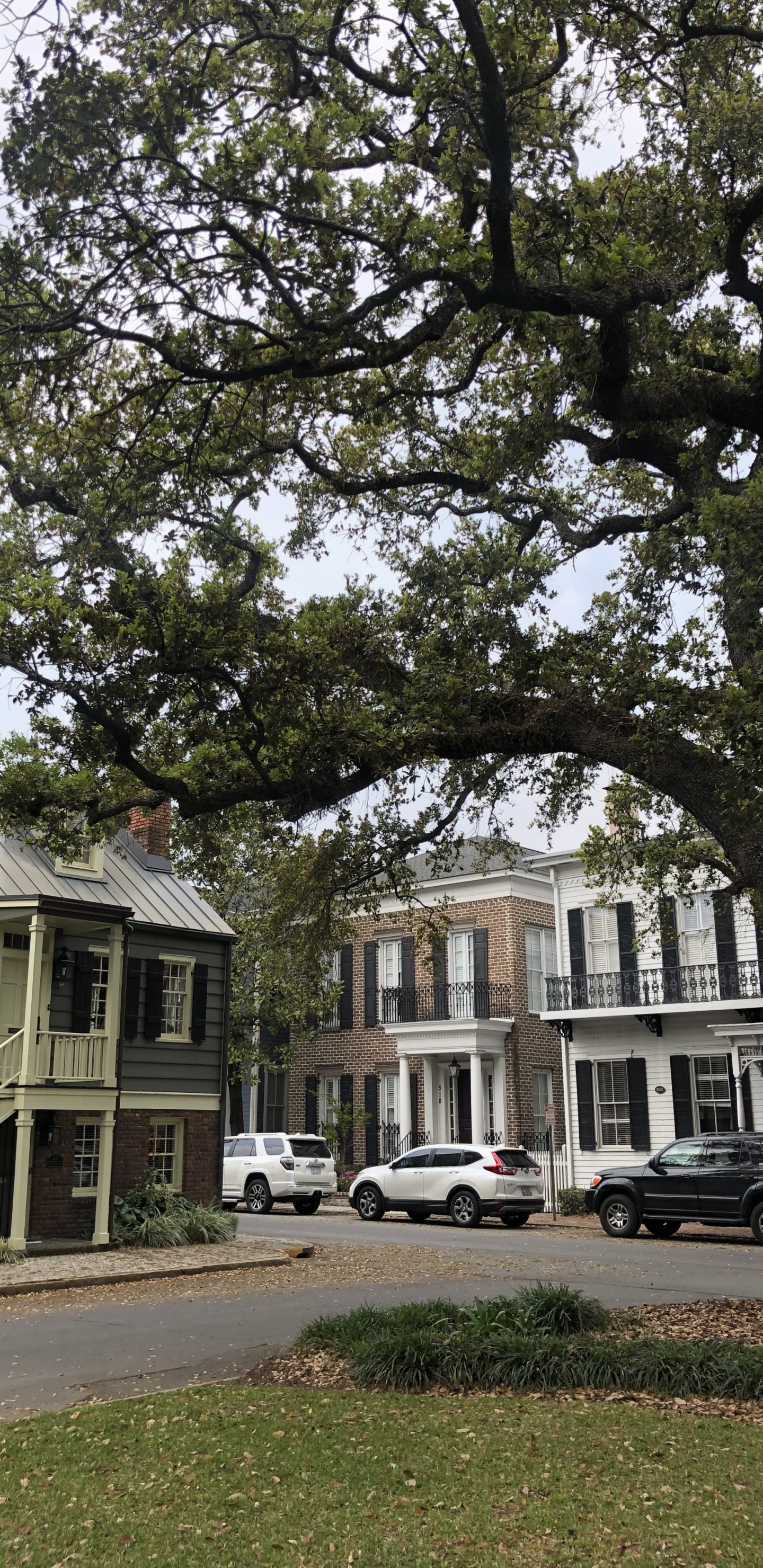 Обои дерево, окно, ветвь, свойство, соседство в разрешении 1440x2960