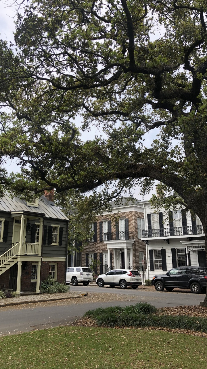 Обои дерево, окно, ветвь, свойство, соседство в разрешении 720x1280