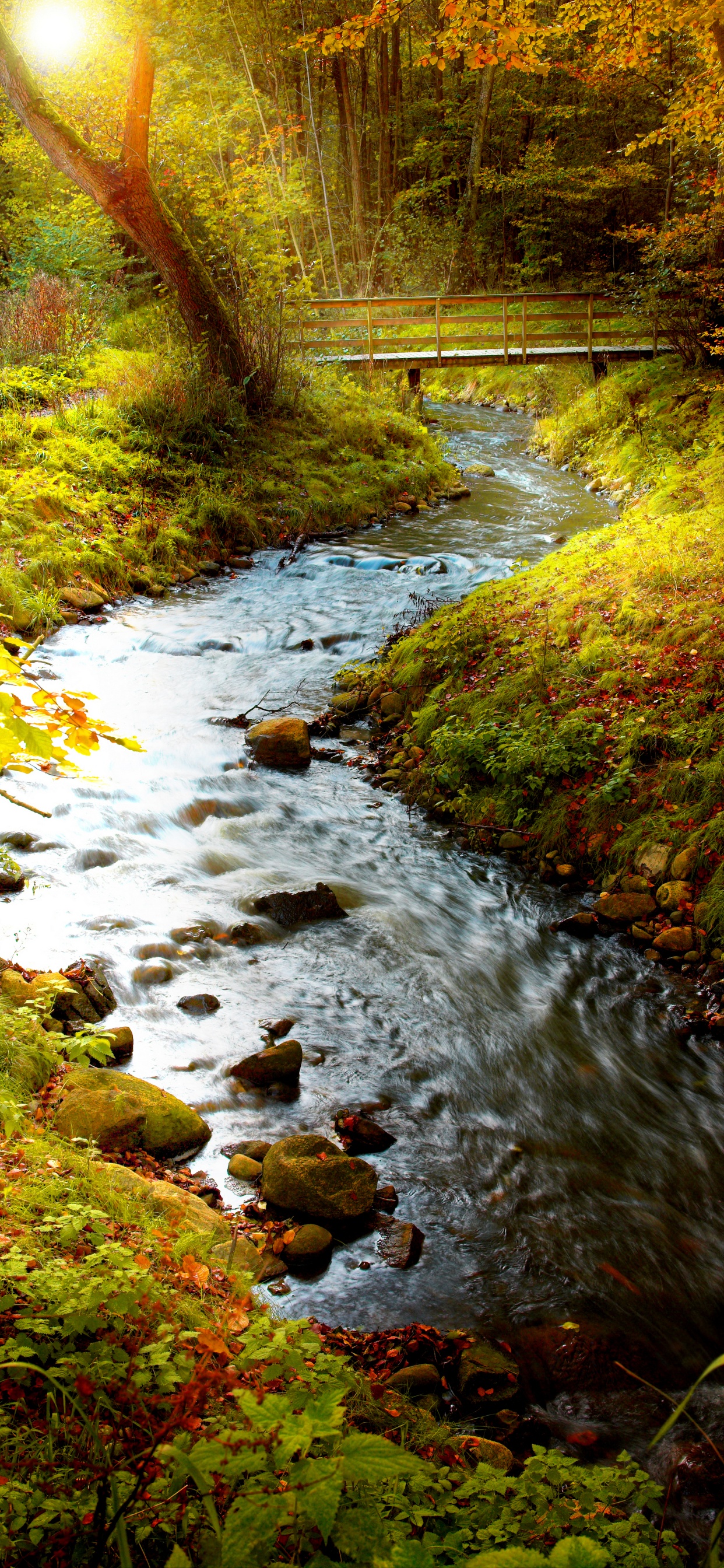 Обои поток, природа, водоем, вода, водоток в разрешении 1242x2688