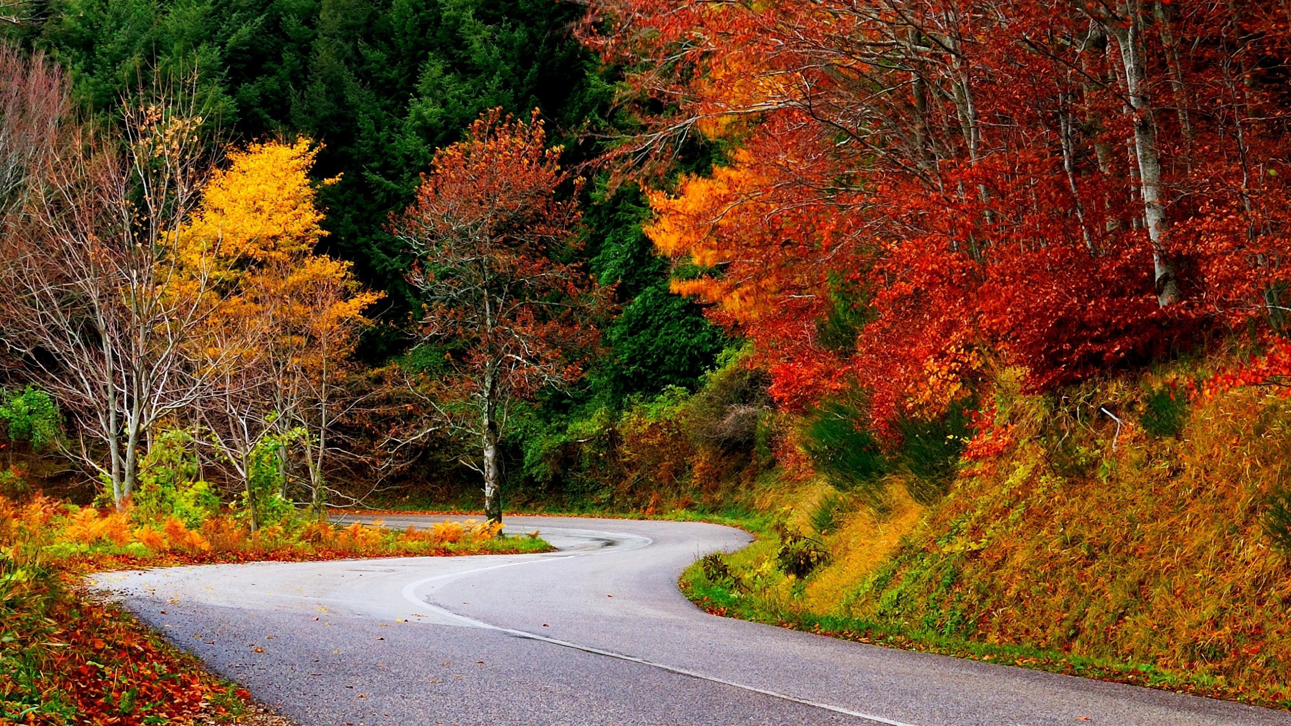 Обои природа, дерево, лист, осень, листопадные в разрешении 2560x1440