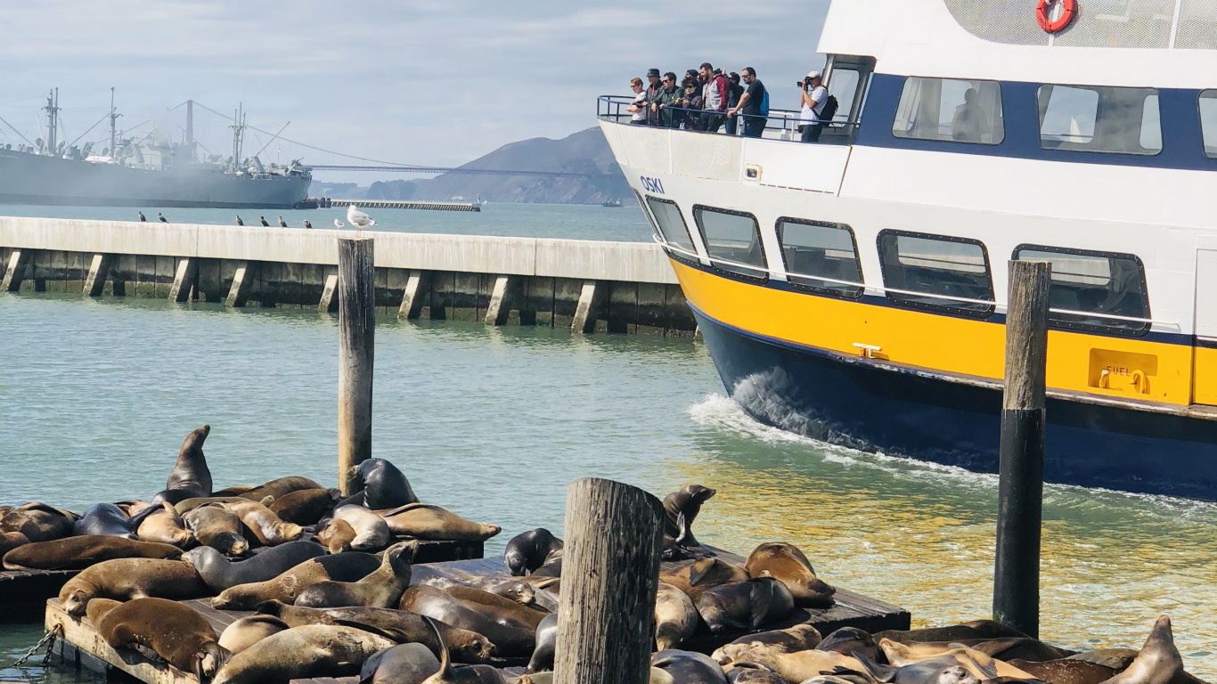 Обои Пирс, Сан Франциско, перевозка воды, лодка, паром в разрешении 1366x768