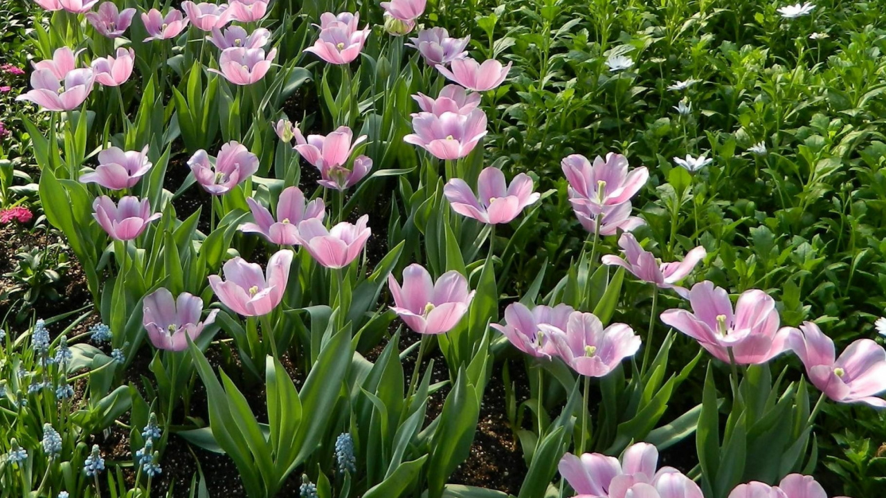 Обои виноградный гиацинт, весна, однолетнее растение, цветковое растение, растение в разрешении 1280x720