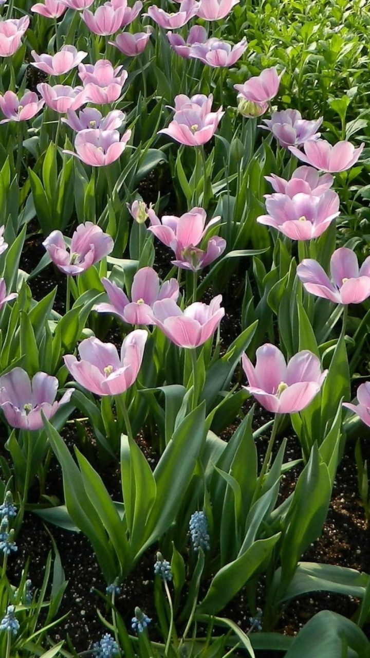 Обои виноградный гиацинт, весна, однолетнее растение, цветковое растение, растение в разрешении 720x1280