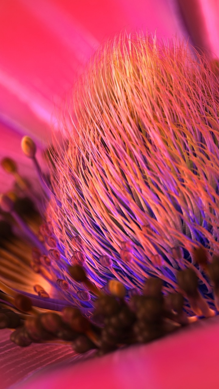 Обои лепесток, полевой цветок, пыльца, анемон, Флора в разрешении 720x1280