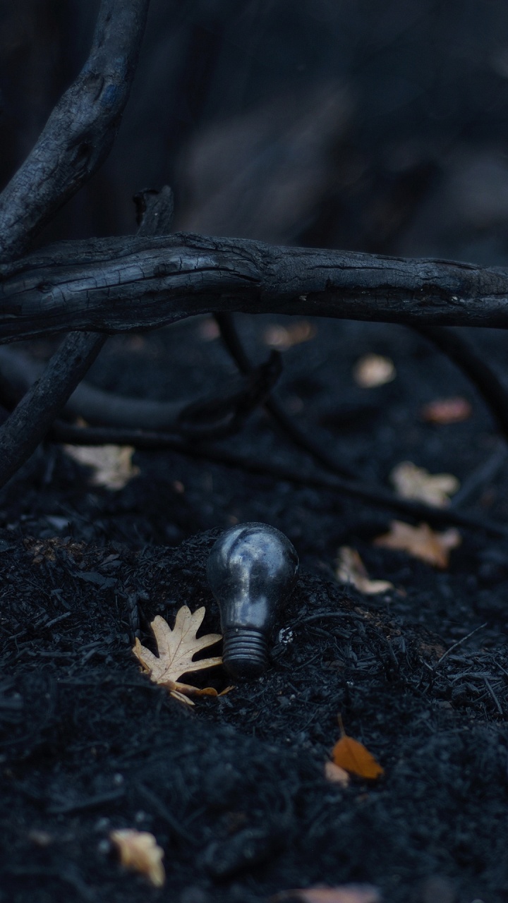 Обои темнота, древесина, прут, ветвь, растение в разрешении 720x1280