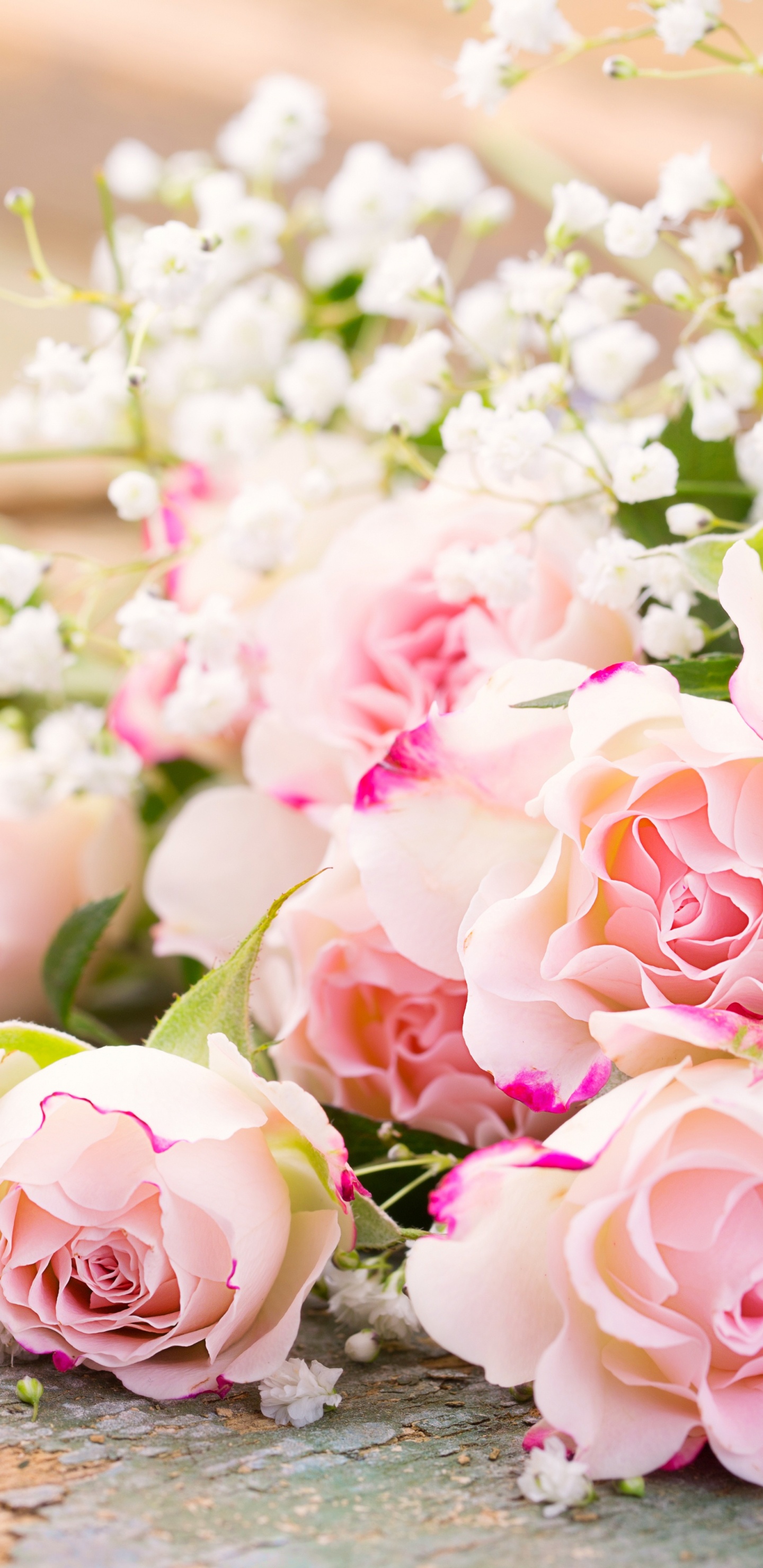 Обои цветок, Роза, цветочный букет, сад роз, розовый в разрешении 1440x2960