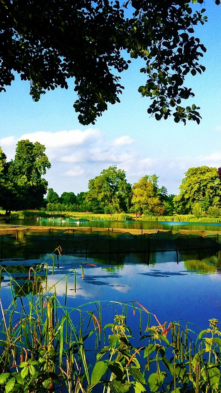 Обои природа, отражение, вода, природный заповедник, болото в разрешении 750x1334