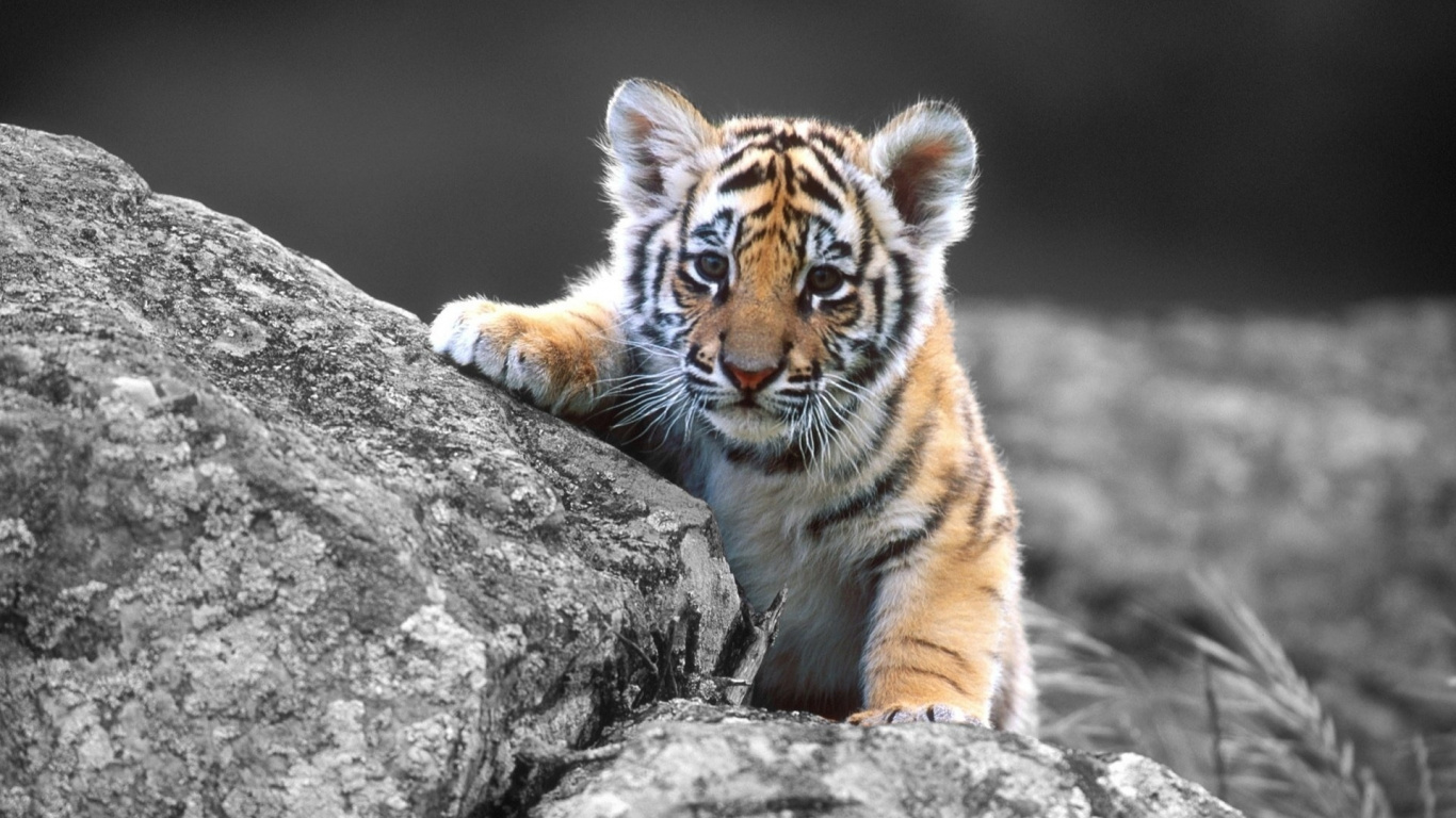 Обои тигр, живая природа, бенгальский тигр, наземные животные, Амурский тигр в разрешении 1366x768
