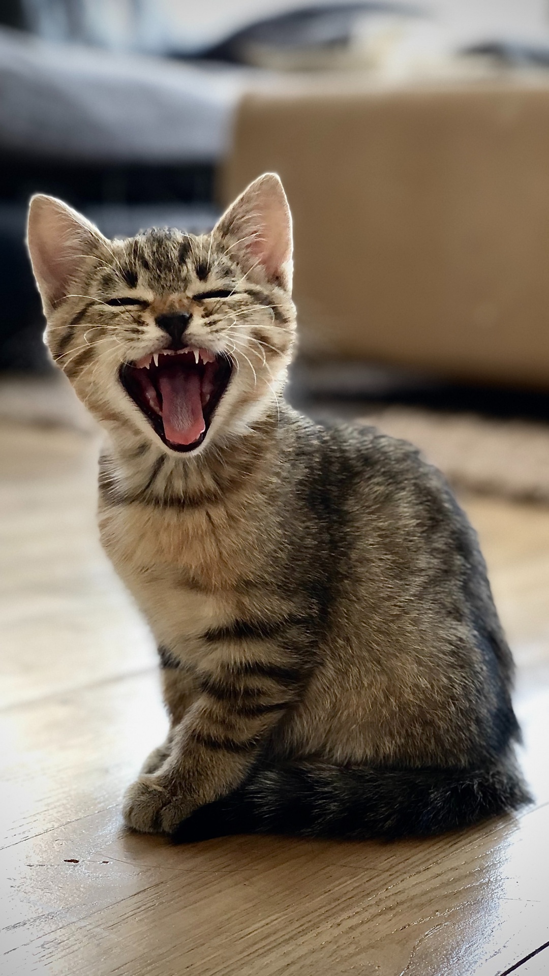 Обои европейская короткошерстная, ли дракон, полосатый кот, морда, зевок в разрешении 1080x1920