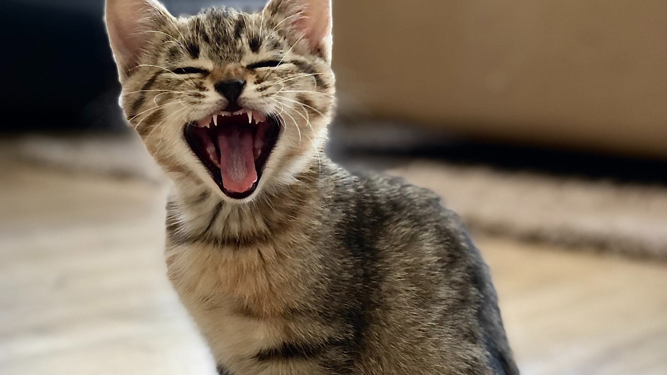 Обои европейская короткошерстная, ли дракон, полосатый кот, морда, зевок в разрешении 1366x768