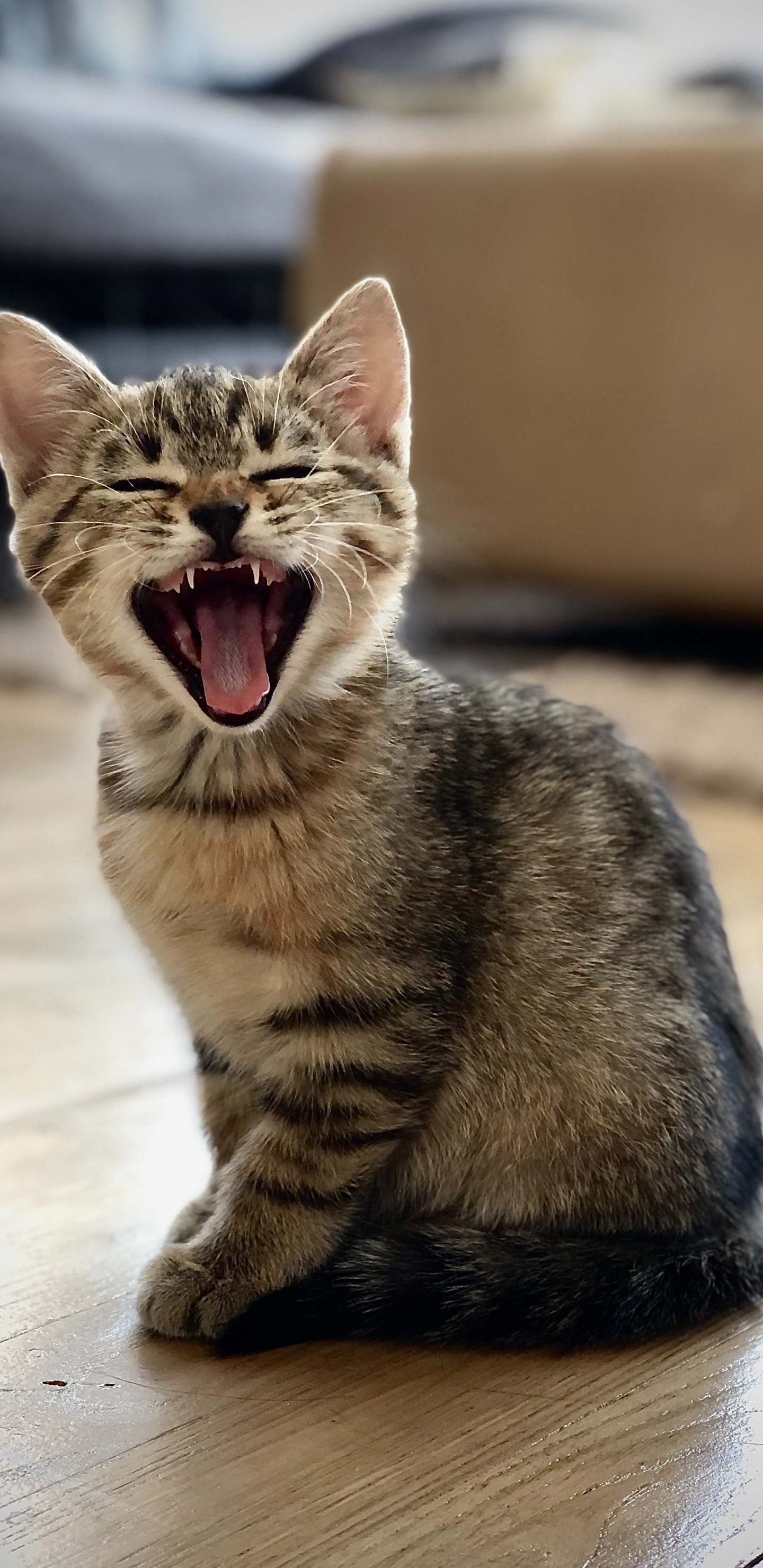 Обои европейская короткошерстная, ли дракон, полосатый кот, морда, зевок в разрешении 1440x2960