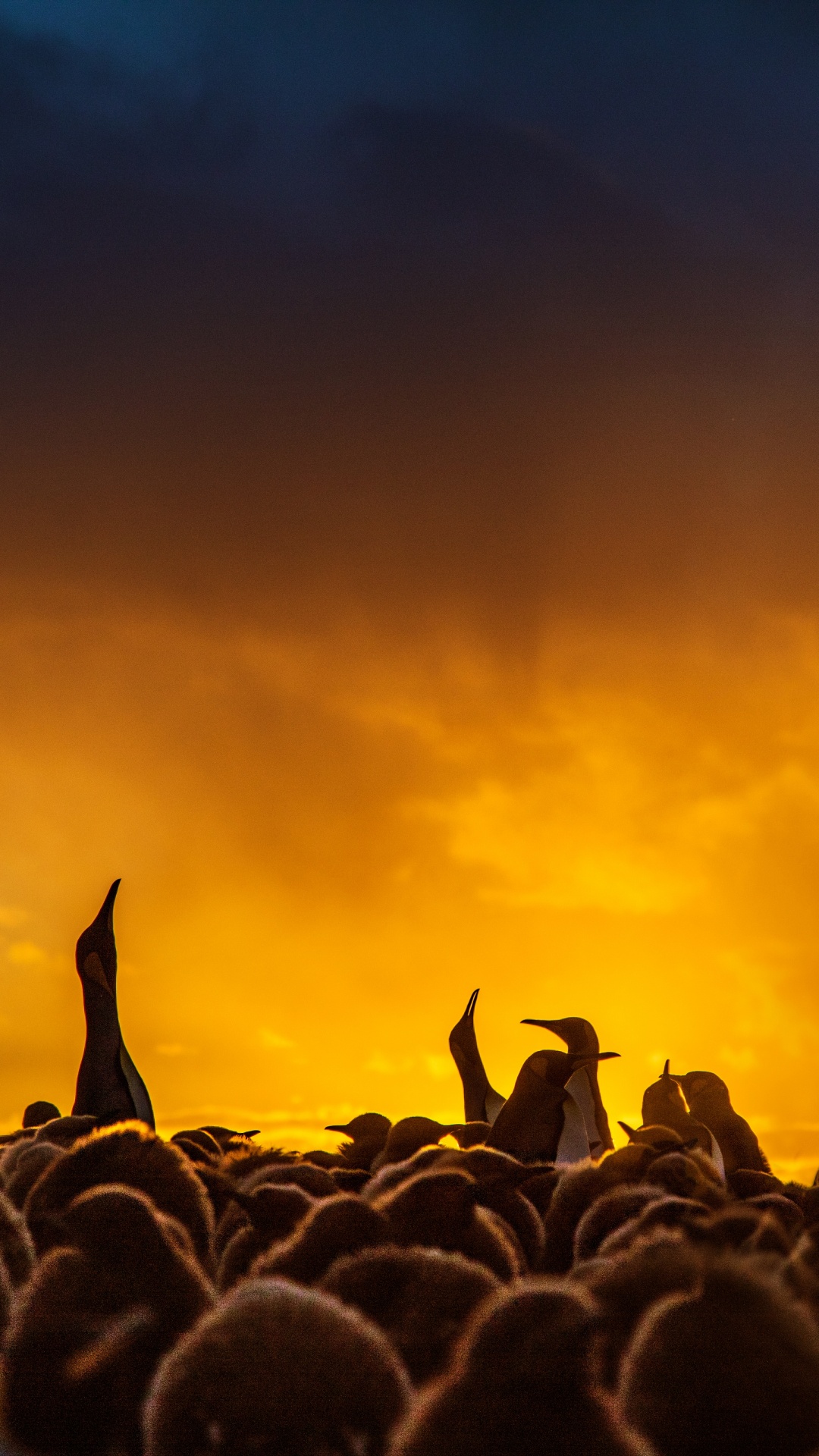 Обои толпа, люди, Представление, облако, атмосфера в разрешении 1080x1920