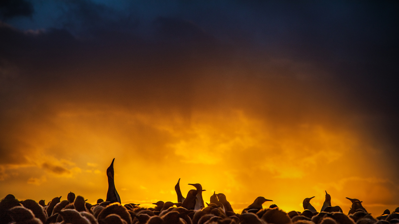 Обои толпа, люди, Представление, облако, атмосфера в разрешении 1366x768