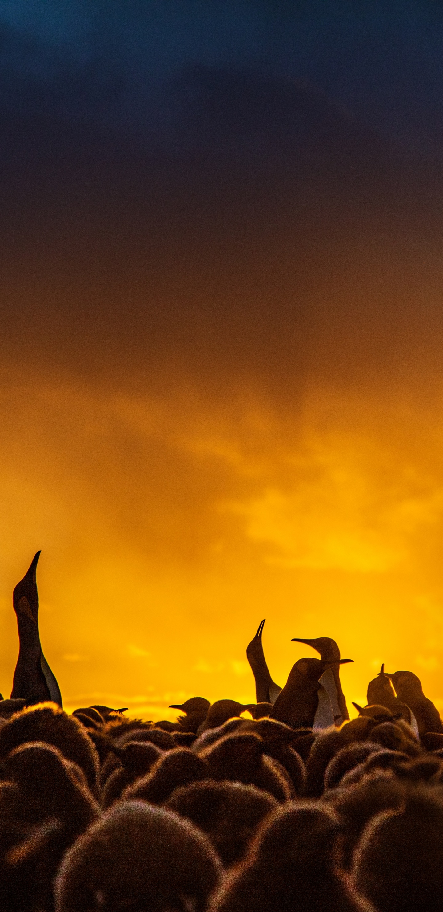 Обои толпа, люди, Представление, облако, атмосфера в разрешении 1440x2960