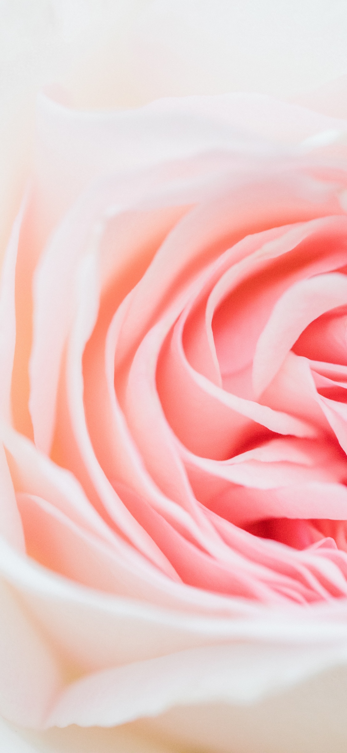 Обои цветок, Роза, розовый, сад роз, семья Роуз в разрешении 1125x2436