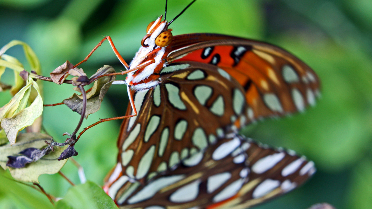 Обои насекомое, мотыльки и бабочки, бабочка, беспозвоночных, опылитель в разрешении 1280x720