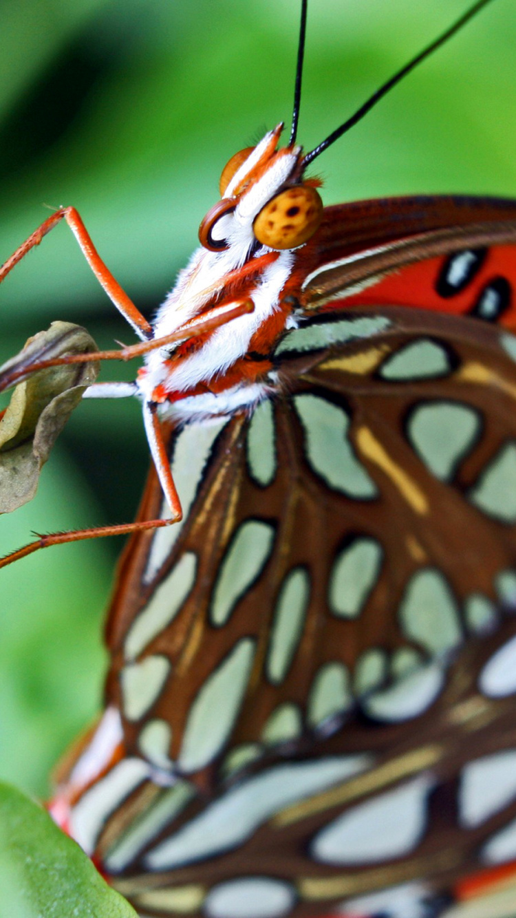 Обои насекомое, мотыльки и бабочки, бабочка, беспозвоночных, опылитель в разрешении 750x1334