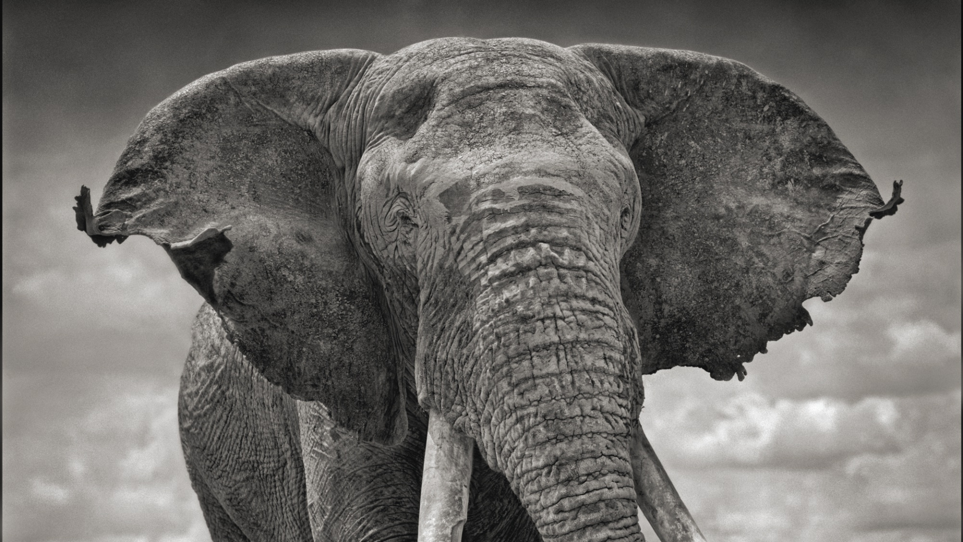 Обои Тень Падает, арт, Слон, слоны и мамонты, наземные животные в разрешении 1920x1080