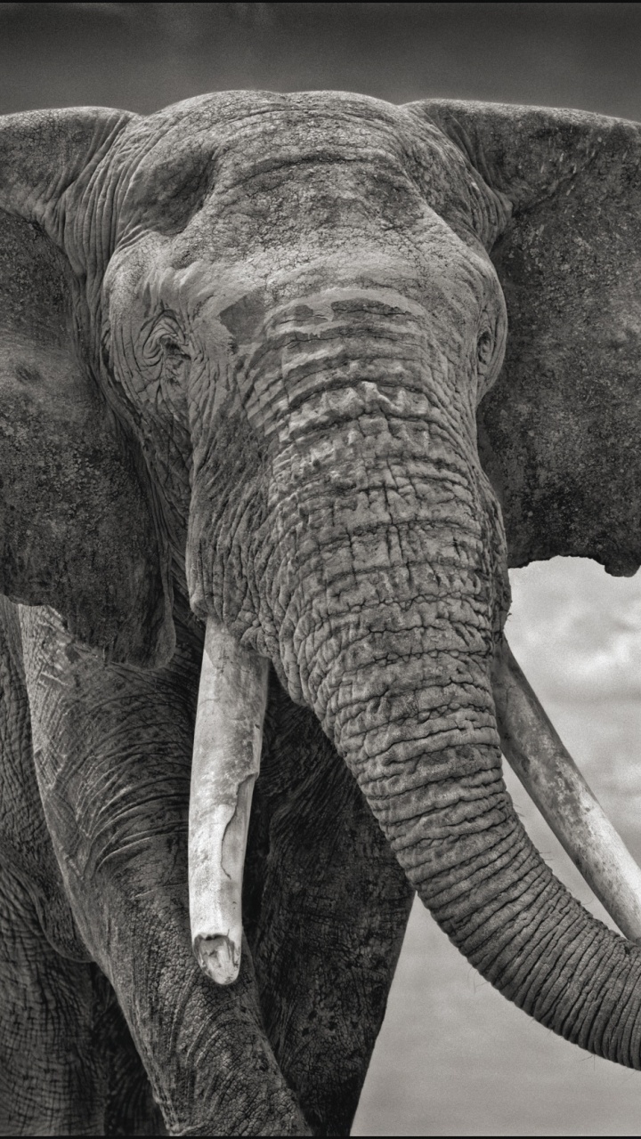 Обои Тень Падает, арт, Слон, слоны и мамонты, наземные животные в разрешении 720x1280