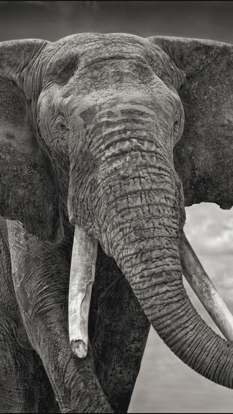 Обои Тень Падает, арт, Слон, слоны и мамонты, наземные животные в разрешении 750x1334