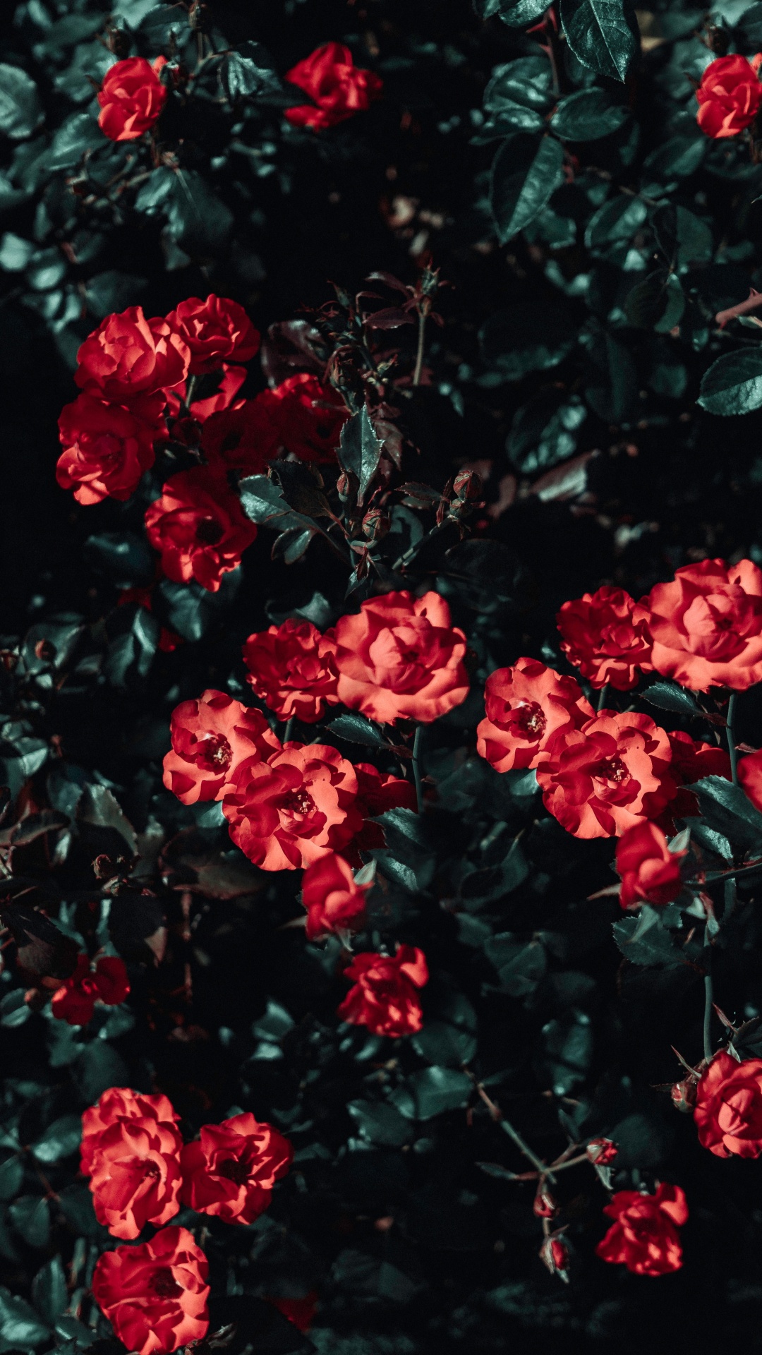 Обои цветок, Роза, сад роз, красный цвет, растение в разрешении 1080x1920