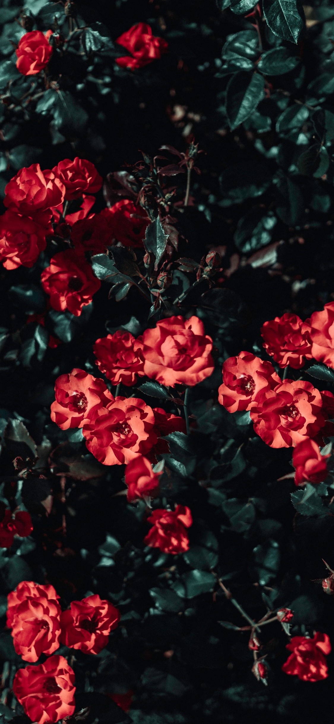 Обои цветок, Роза, сад роз, красный цвет, растение в разрешении 1125x2436