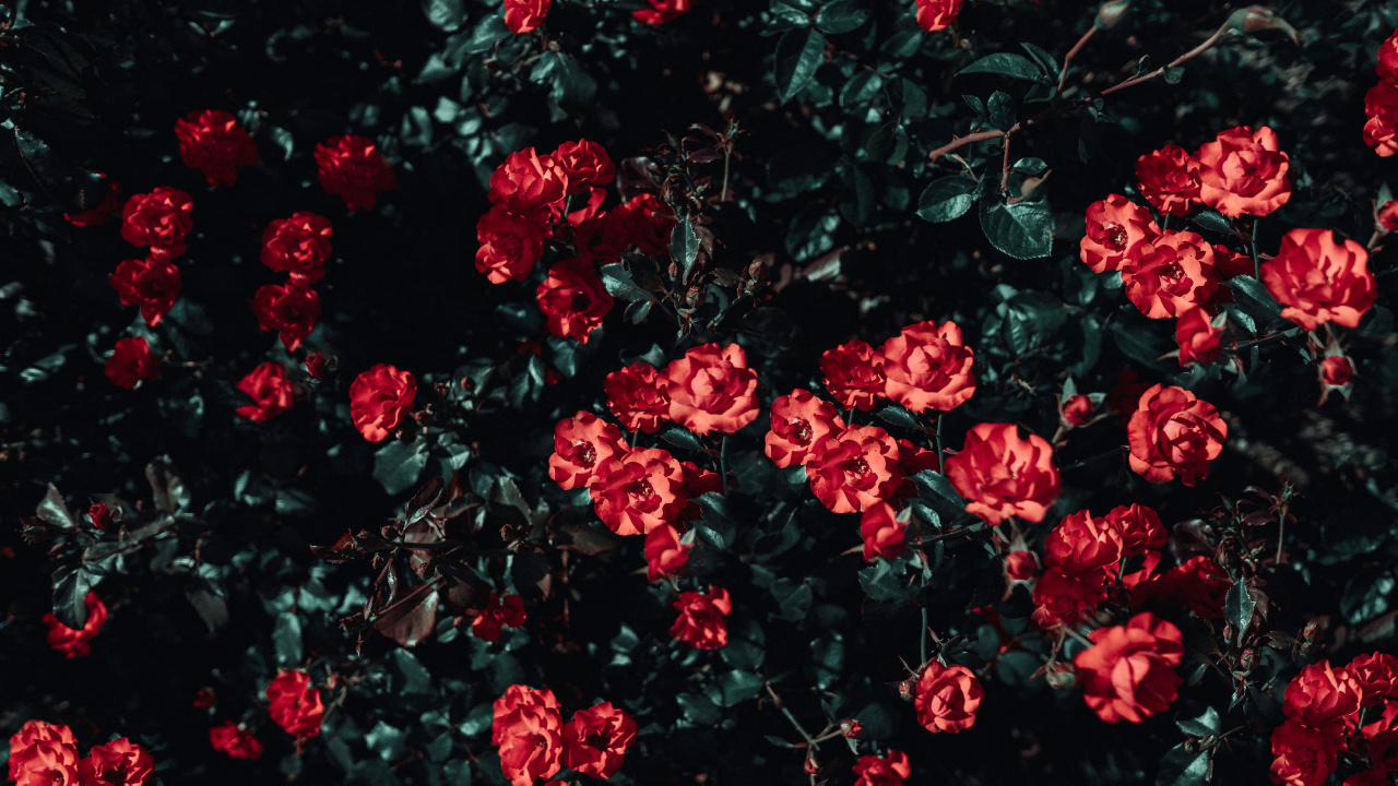 Обои цветок, Роза, сад роз, красный цвет, растение в разрешении 1280x720