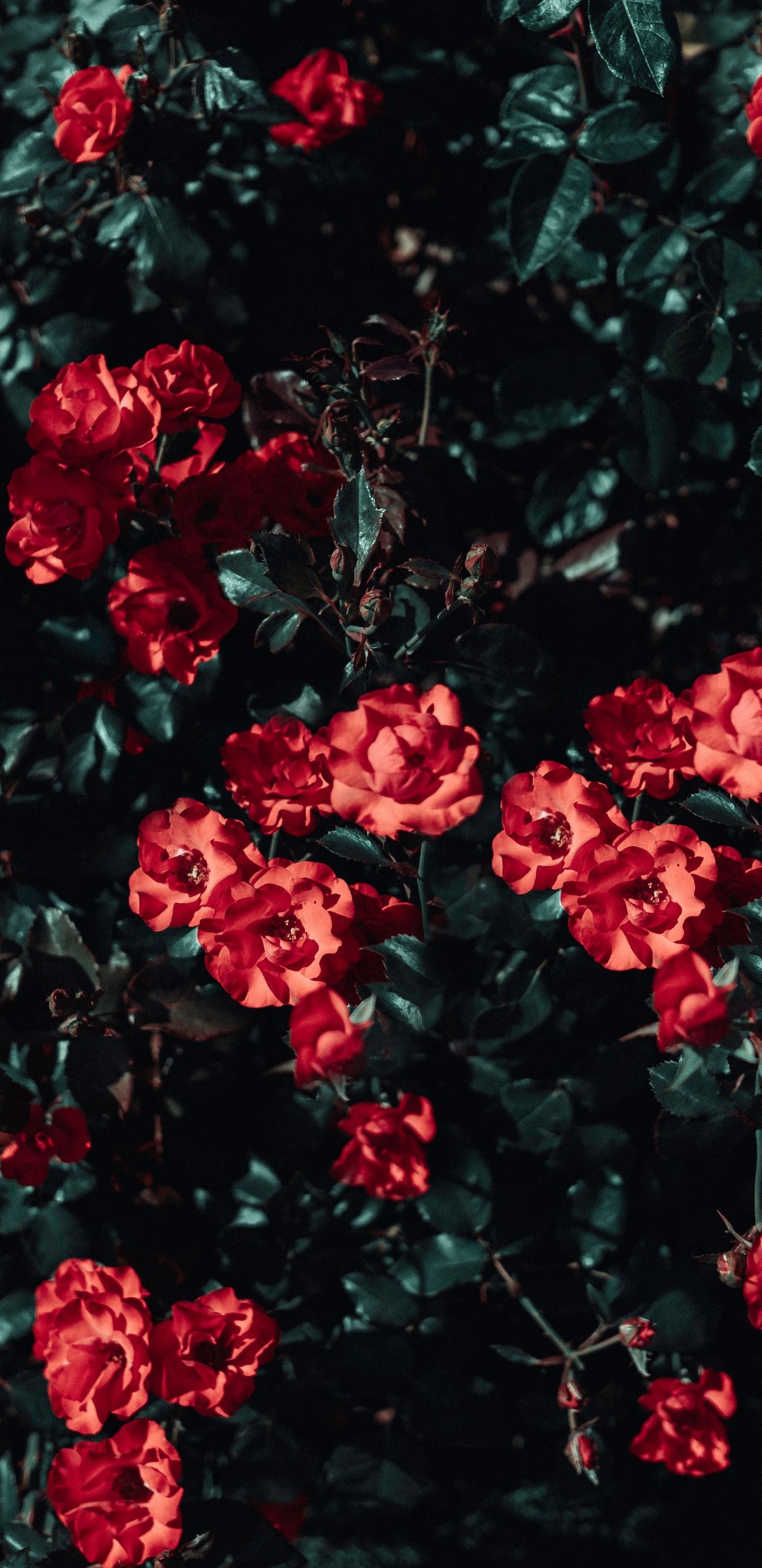 Обои цветок, Роза, сад роз, красный цвет, растение в разрешении 1440x2960