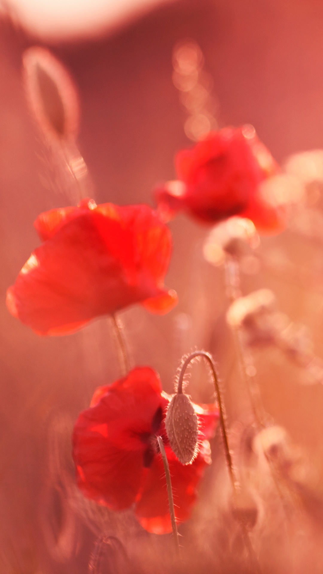 Обои цветок, красный цвет, коклико, лепесток, растение в разрешении 1080x1920