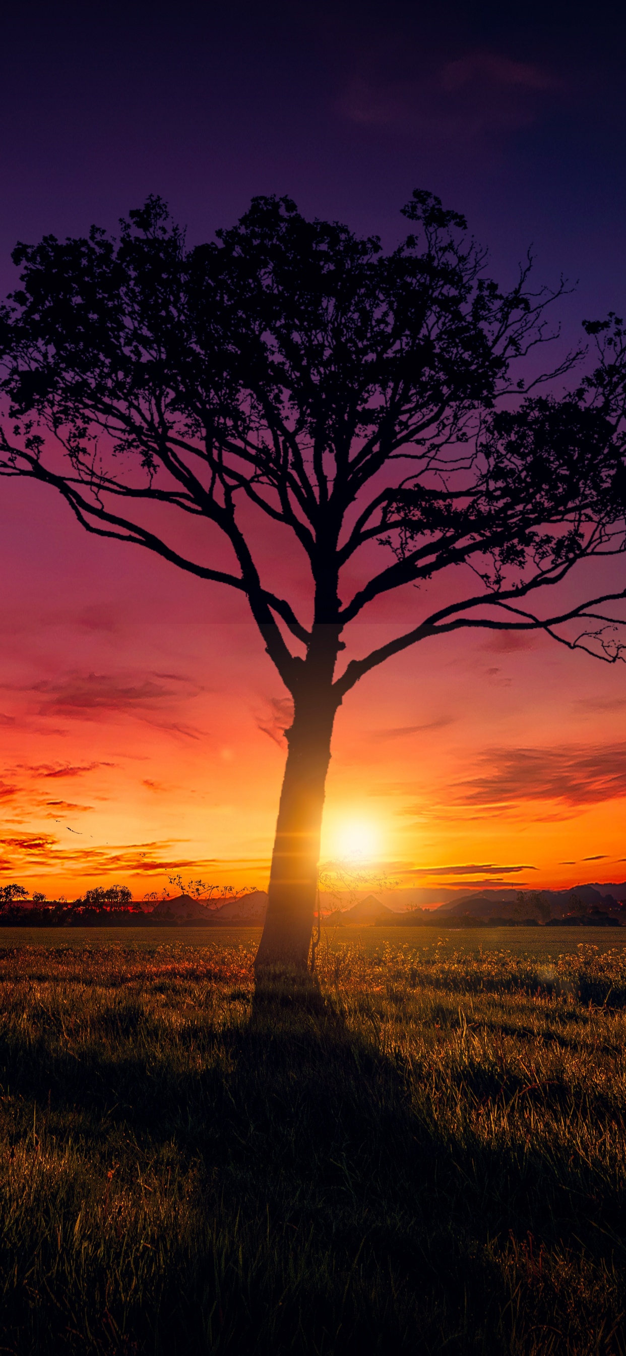 Обои горизонт, послесвечение, дерево, восход солнца, рассвет в разрешении 1242x2688