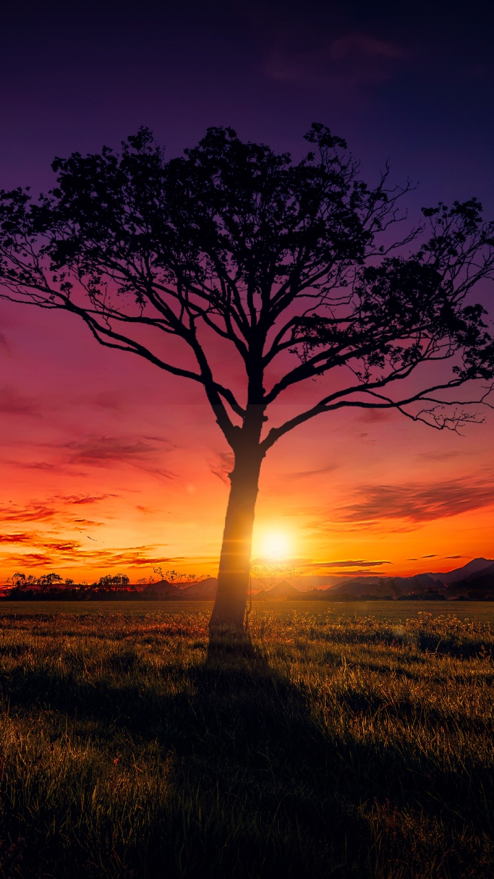 Обои горизонт, послесвечение, дерево, восход солнца, рассвет в разрешении 720x1280