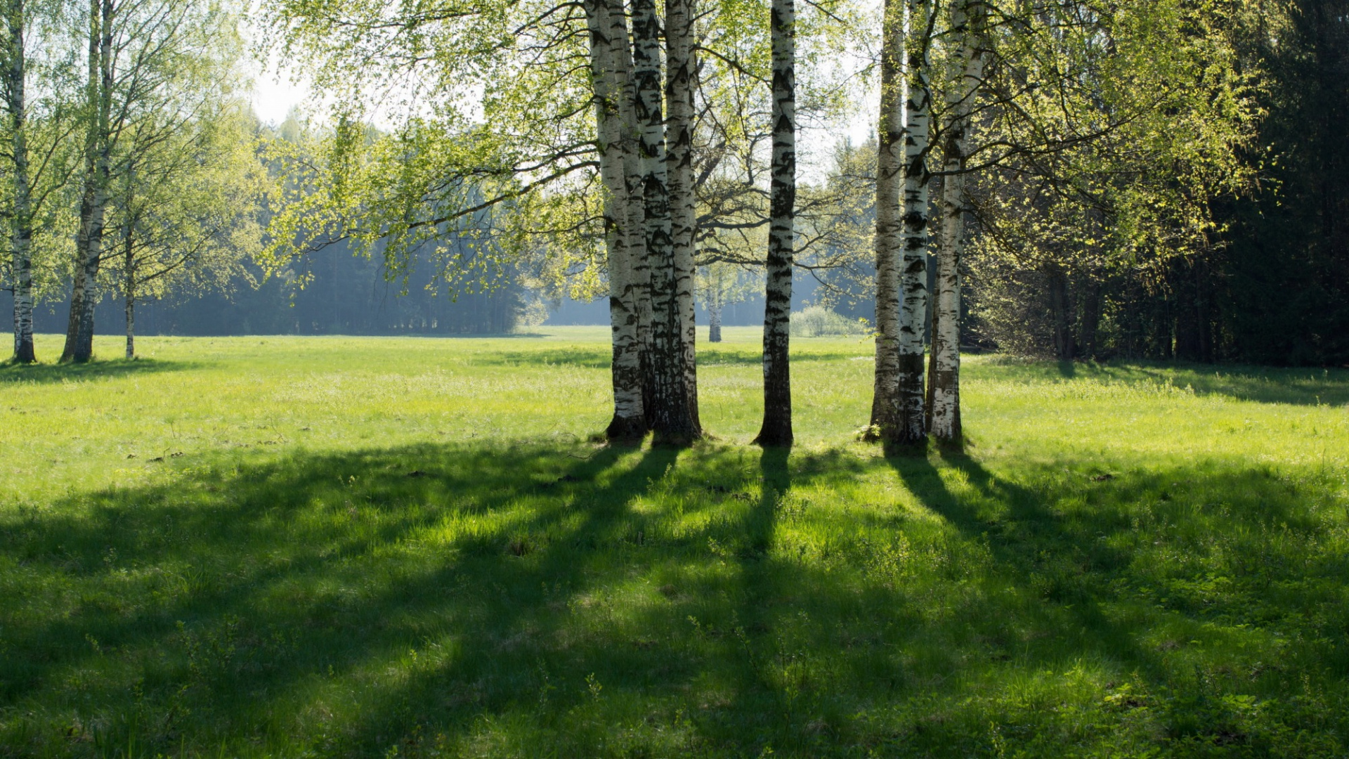 Обои природа, луг, береза, дерево, роща в разрешении 1920x1080