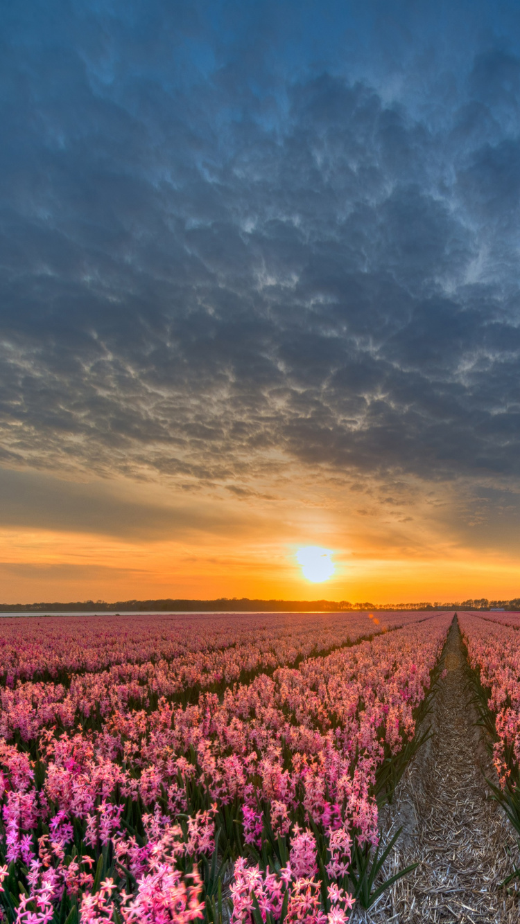 Обои тюльпаны, цветок, поле, весна, утро в разрешении 750x1334