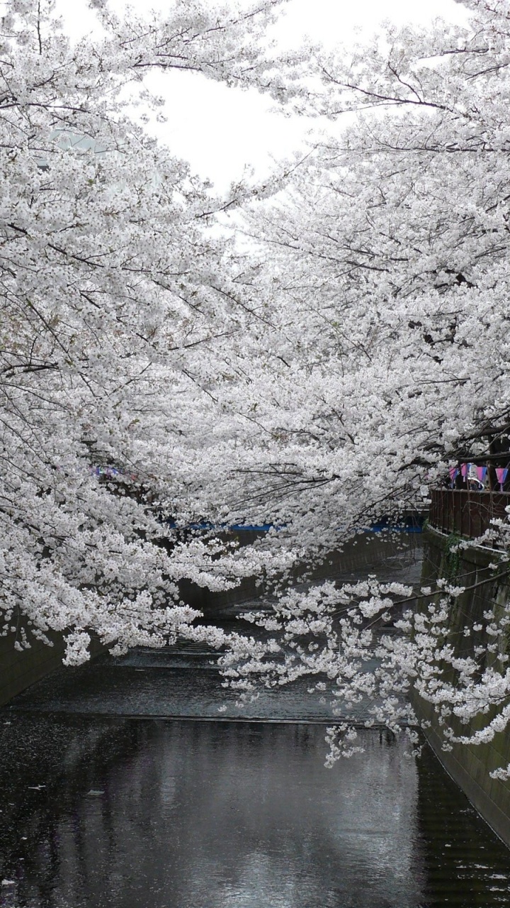 Обои белый сакура, цветение вишни, Япония, цветок, расцвет в разрешении 720x1280