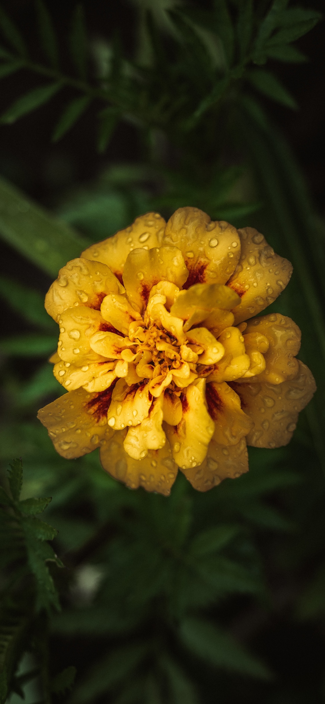 Обои бархатцы, цветок, цветковое растение, желтый, лепесток в разрешении 1125x2436