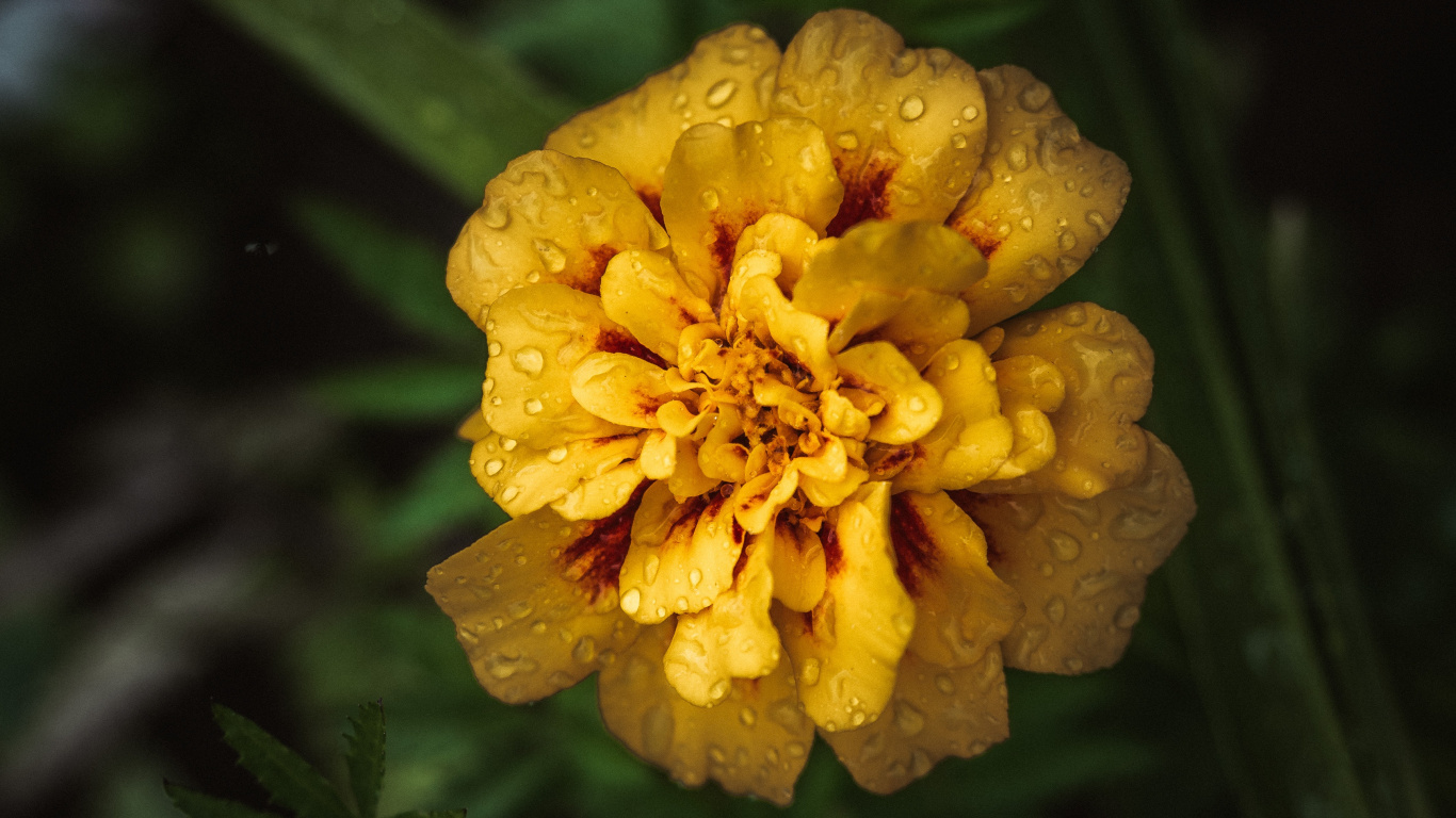 Обои бархатцы, цветок, цветковое растение, желтый, лепесток в разрешении 1366x768