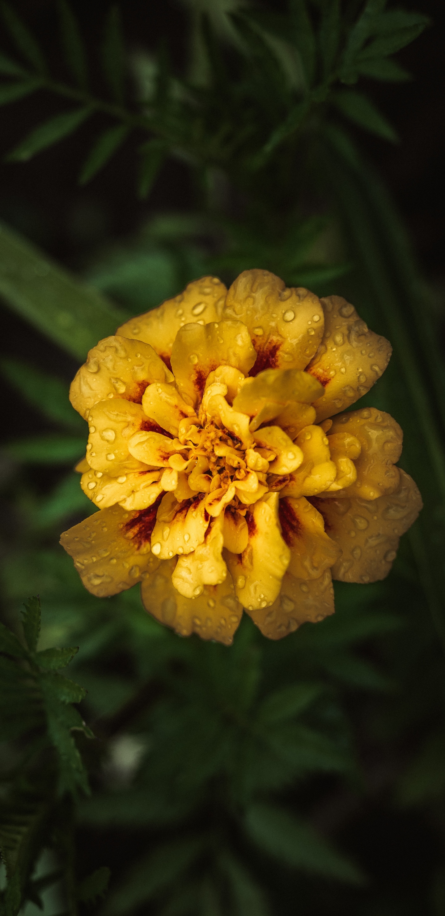 Обои бархатцы, цветок, цветковое растение, желтый, лепесток в разрешении 1440x2960