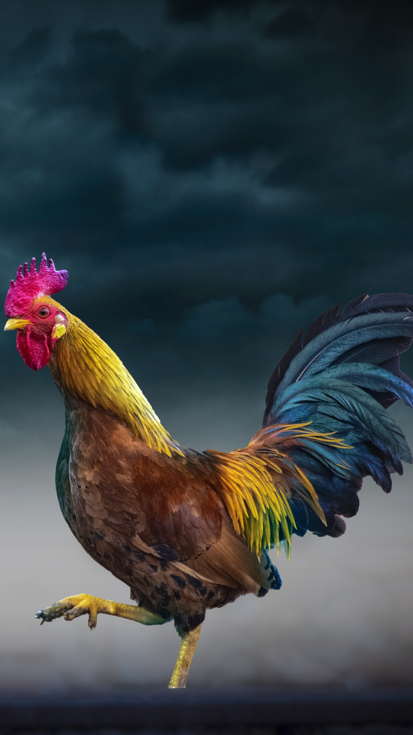 Обои курица, петух, птица, отрядов, птицы в разрешении 1440x2560