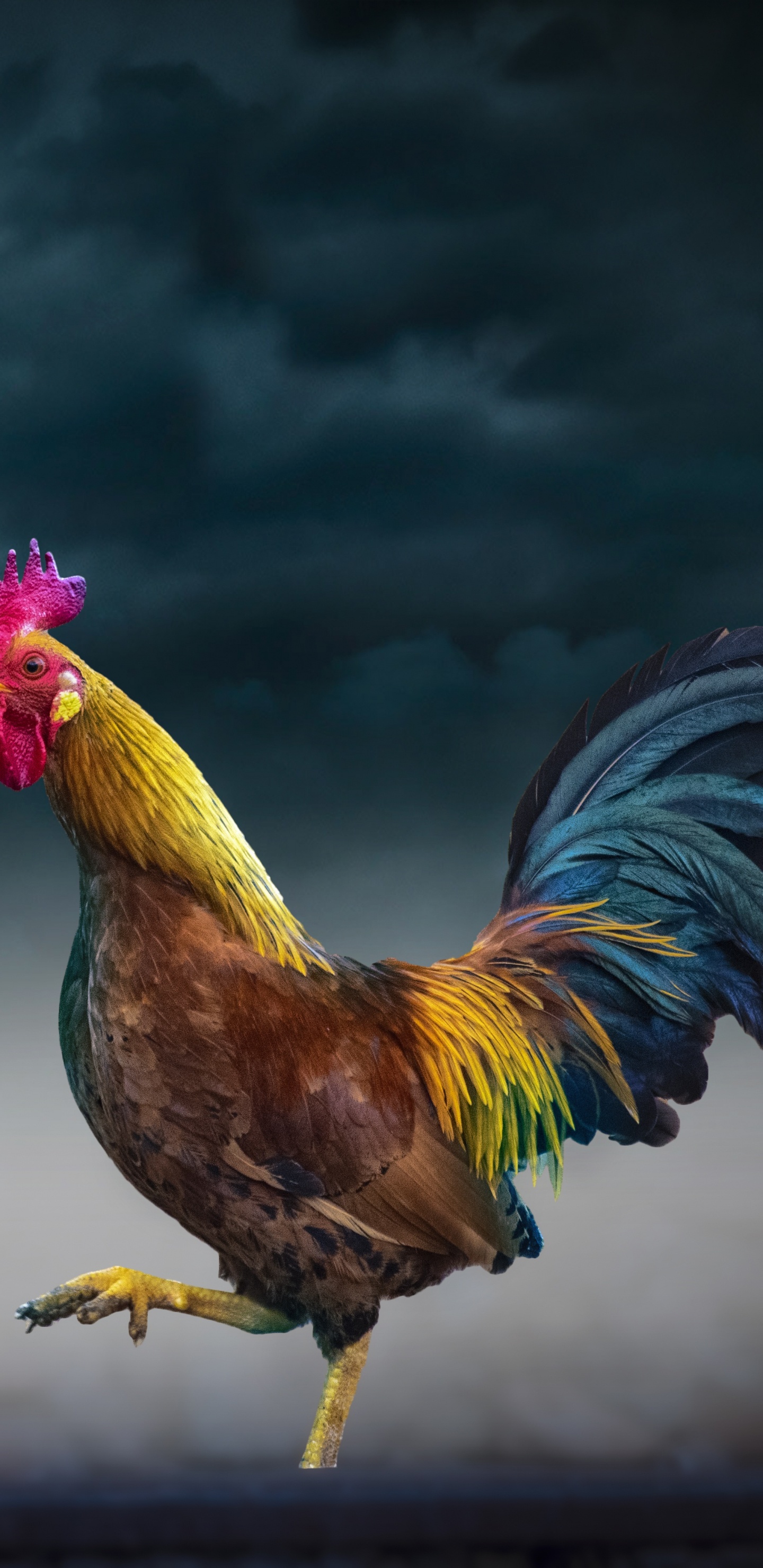 Обои курица, петух, птица, отрядов, птицы в разрешении 1440x2960