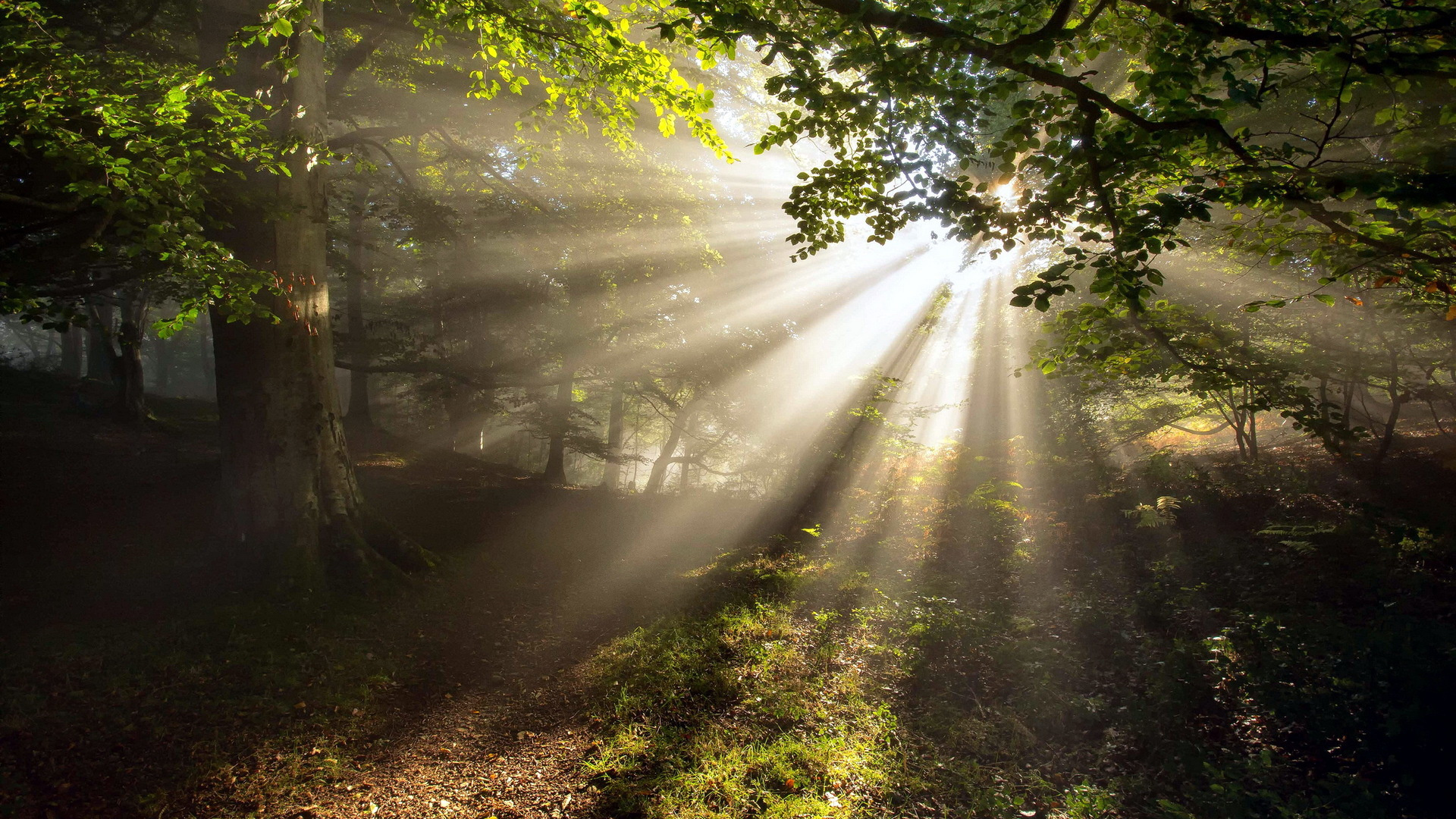 Обои природа, солнечный свет, дерево, свет, лес в разрешении 1920x1080