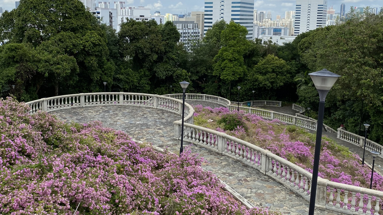 Обои цветок, водоем, природа, растительность, лепесток в разрешении 1280x720