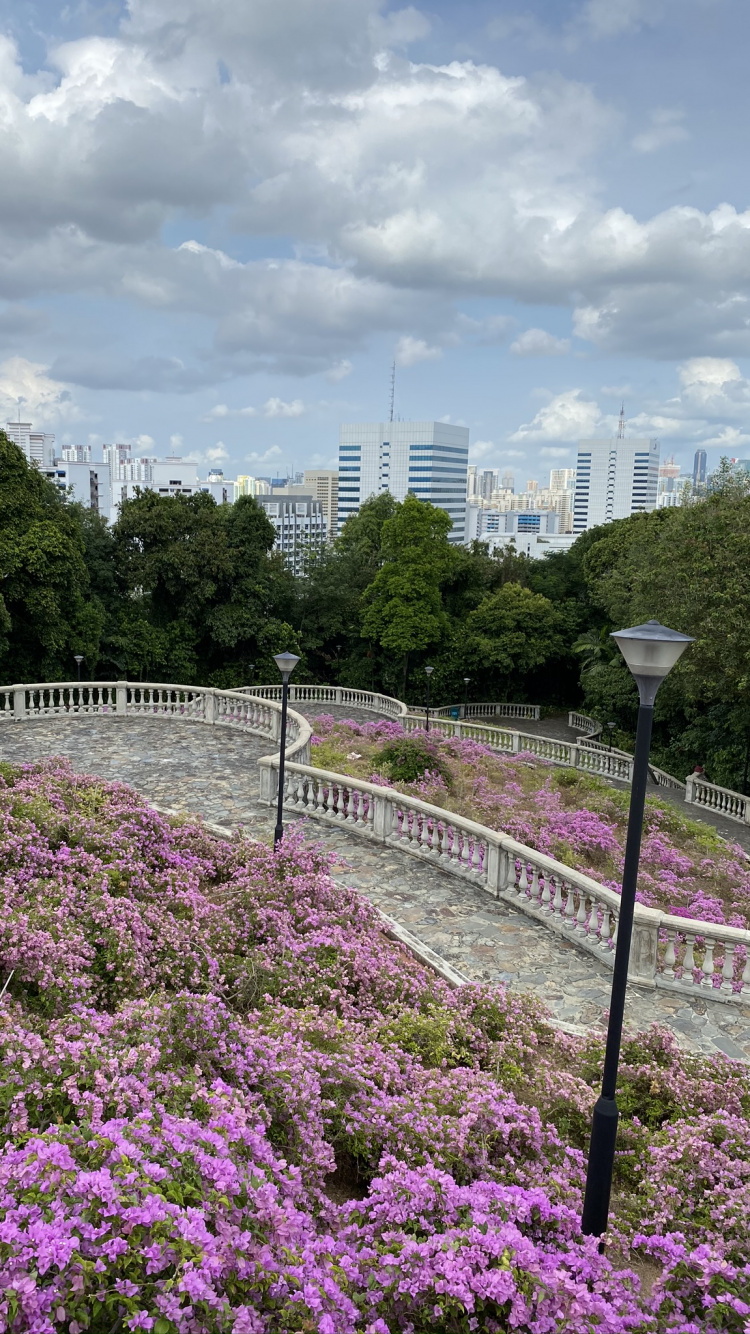 Обои цветок, водоем, природа, растительность, лепесток в разрешении 750x1334