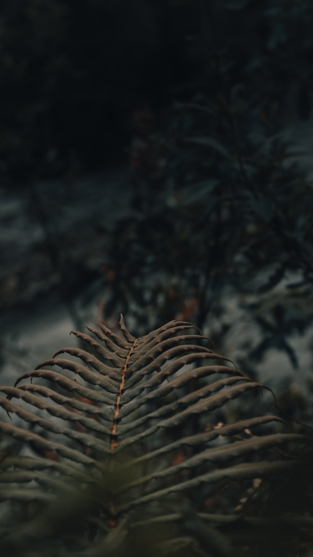 Обои атмосфера, экосистема, древесина, лист, живая природа в разрешении 1080x1920