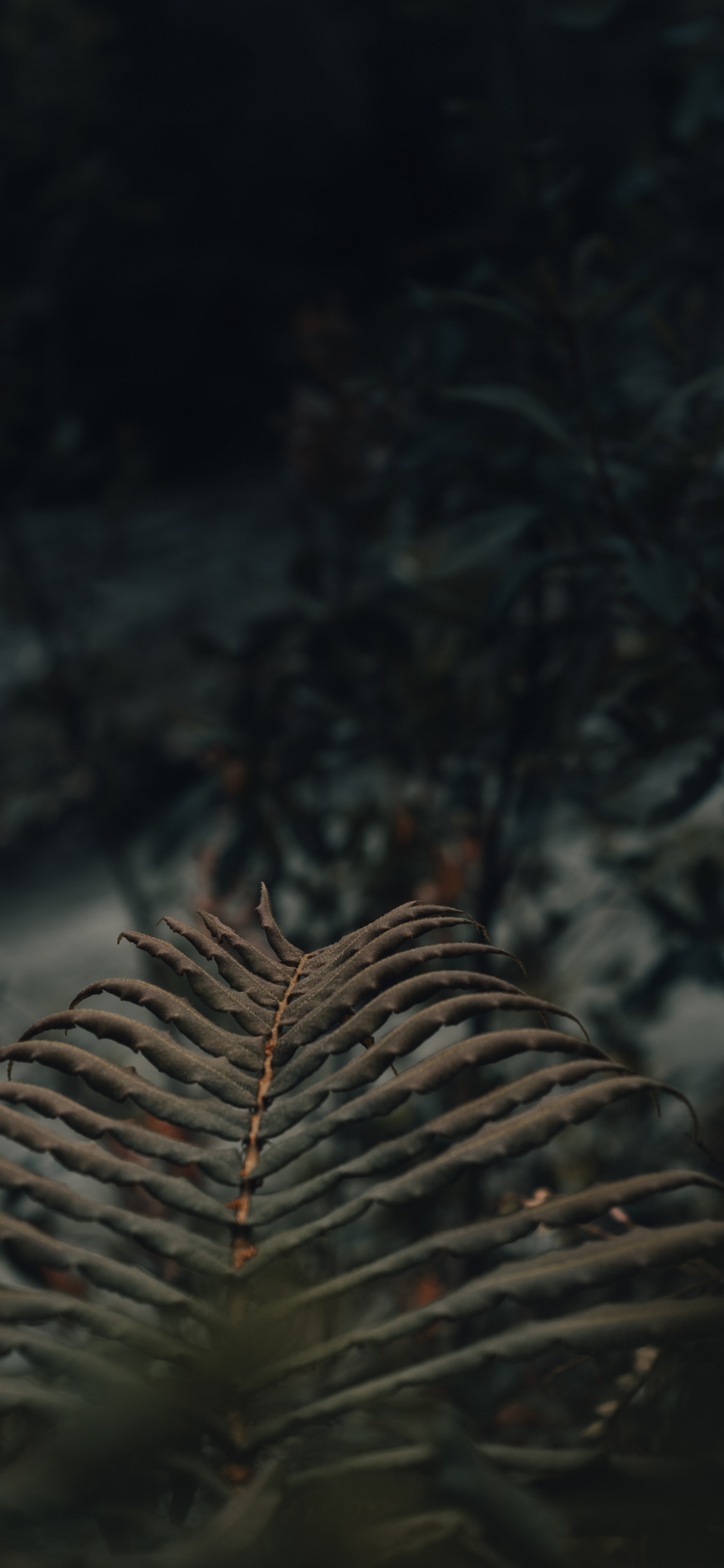 Обои атмосфера, экосистема, древесина, лист, живая природа в разрешении 1125x2436