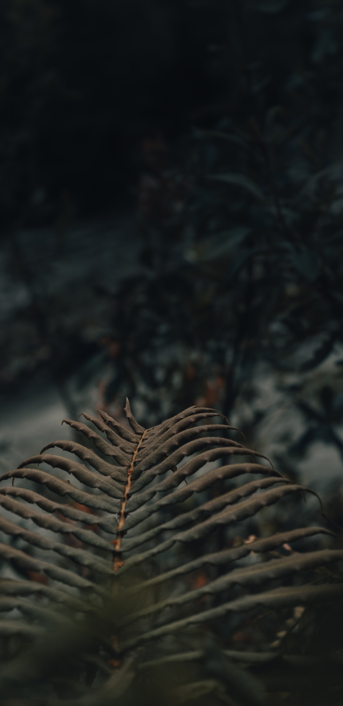 Обои атмосфера, экосистема, древесина, лист, живая природа в разрешении 1440x2960