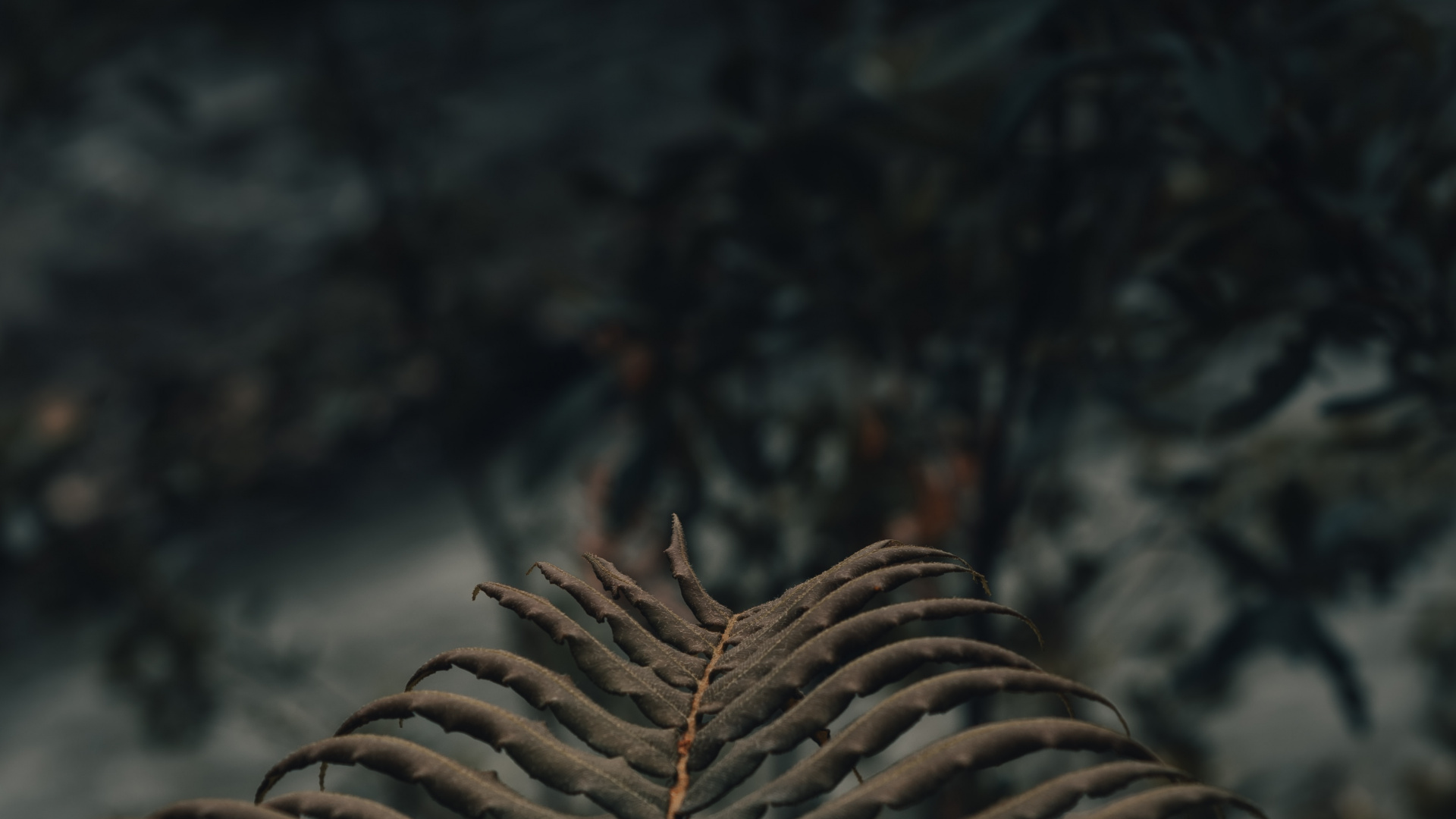 Обои атмосфера, экосистема, древесина, лист, живая природа в разрешении 1920x1080